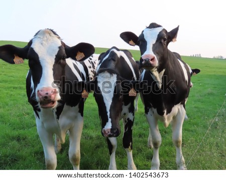 A group of young black and white Holstein breed cattle curiously looking at camera, close up. Deleted identifying bar code information from the orange ID tags in their ears