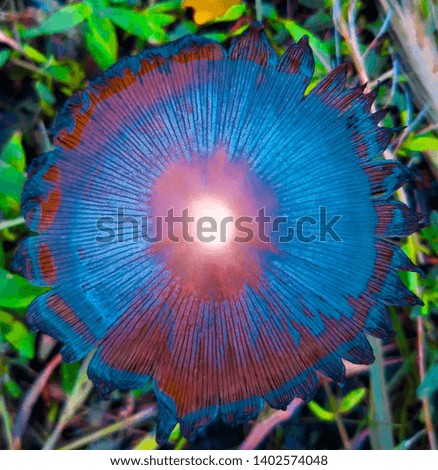 Colorfull mushroom in the meadow
