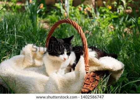 a beautiful white-black cat lying in a basket and warming himself in the sun