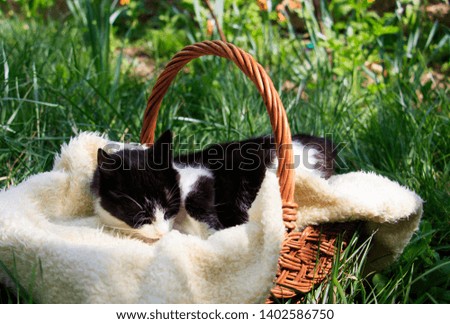 a beautiful white-black cat lying in a basket and warming himself in the sun