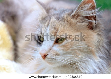 a beautiful colorful cat lying in a basket and warming himself in the sun, macro shoot, closeup