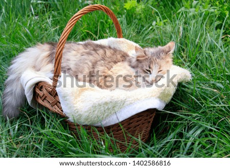 a beautiful colorful cat lying in a basket and warming himself in the sun