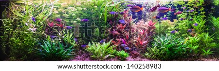 A green beautiful planted tropical freshwater aquarium with fishes