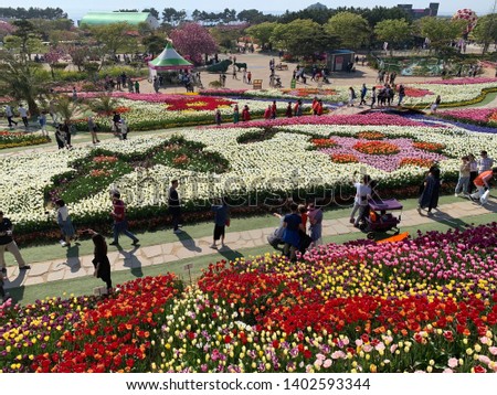 Tulip festival. this picture taken taean tulip festival, south korea.
