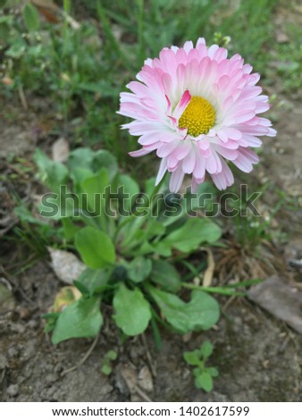 Single daisy flower on flowerbed in spring