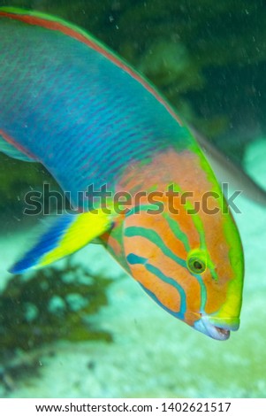 Colourful Moon Wrasse on a reef in Perth, Australia 