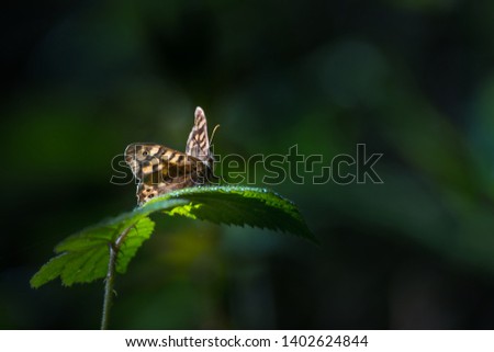 Butterfly on a leaf dark background