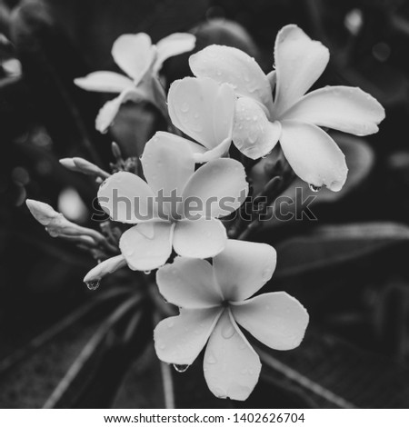 Beautiful white frangipani or plumeria flower in black and white concept 