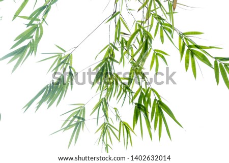 Close up of Bamboo forest and green leaves with natural light for banner or website design. Nature landscape view of green leaf of bamboo leaf isolated on white background with copy space for text