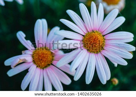 Freshly flowered daisy flower in spring