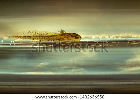 Salamander, closeup. Tadpoles of salamander. Swimming salamander. Slightly developed salamander larvae 