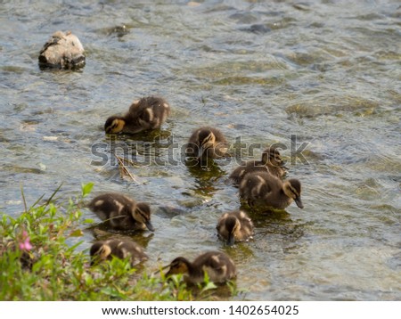 A group of ducklings feeding in the river
, select focus