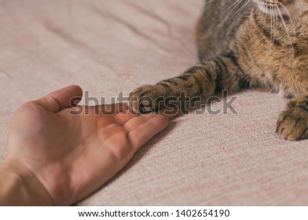 Image of  human hand and paw of cat holding each other on sofa.Focus on paw and human fingers.Toned photo.