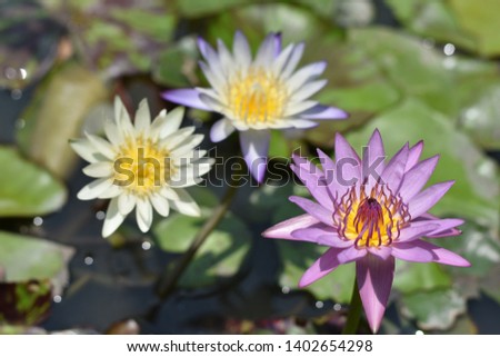 Selective and soft focus at many​ blooming lotus or water lilly flowers​ with sunshine​ in the pond on blurred space of green leaves and bokeh from sunlight.