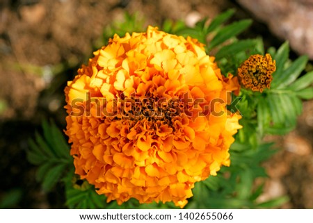 Tagetes erecta yellow flower close up background fine art in high quality prints products.