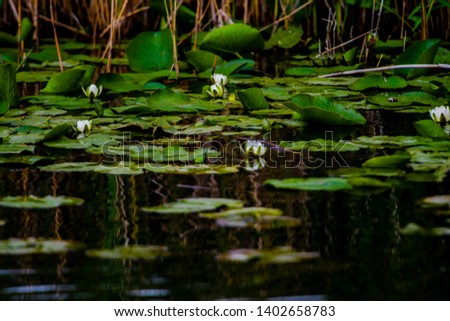 Lilies on the Danube Delta, Romania