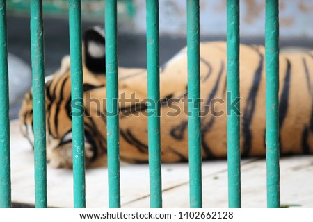 Photo of a tiger cage