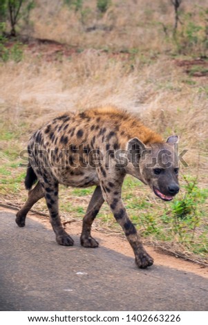 Portrait photo of a hyenna walking on a paved road towards the right side of the picture. Shot in Kruger National Park, South Africa.