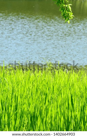 pictures of the lake and fresh grass
