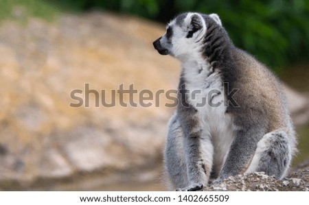 a ring tailed lemur looking with interest