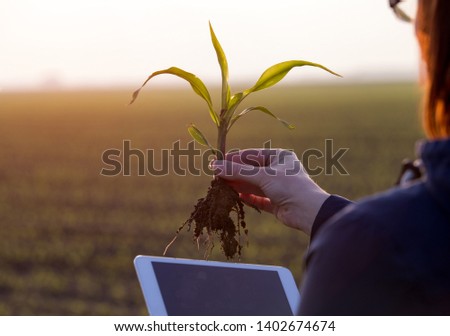 Farmer holding corn sprout with root and tablet in field and researching plant growth Royalty-Free Stock Photo #1402674674