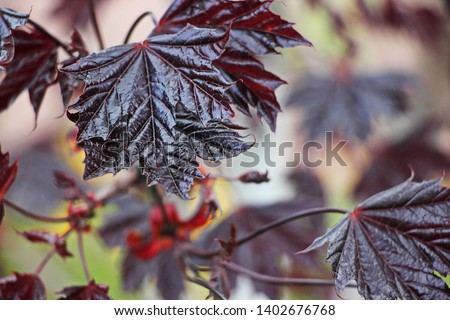 The leaves are red-leaved, Japanese red maple. Close-up. The background is blurred, bokeh. Desktop wallpaper or postcard. Royalty-Free Stock Photo #1402676768