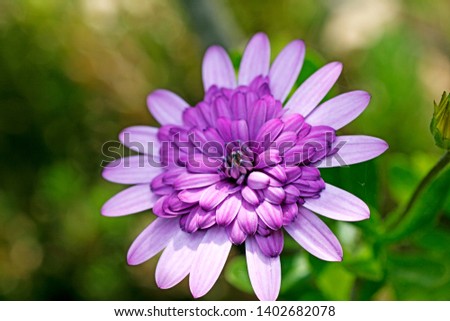 Violet wild flower background fine art in high quality prints products.