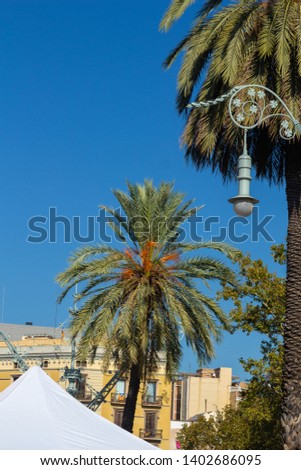 Palms and trees in the city against the blue sky and white clouds