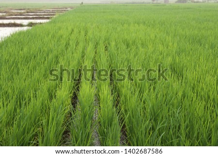 
Rice is a cereal which is grown in Thailand