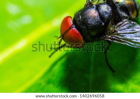 Closeup eyes of fruit flies There is a red color with a green background. Makes it stand out