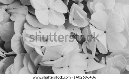 Black and white picture of Snowball Hydrangea in soft light.