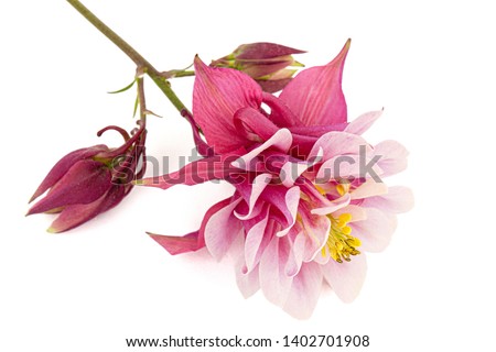 Magenta flower of aquilegia, blossom of catchment closeup, isolated on white background
