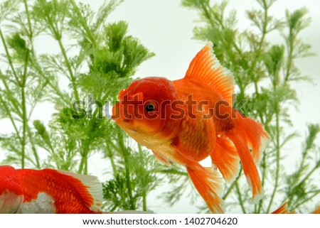 Goldfish carassius auratus background aquatic plants
