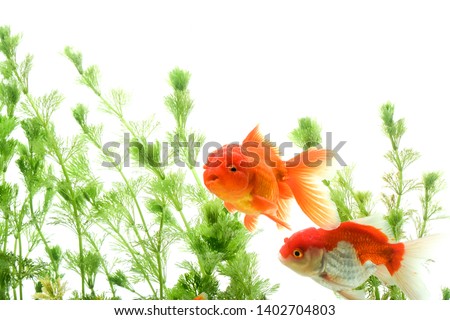 Goldfish carassius auratus background aquatic plants
