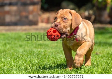 Mabel, an 8 week old Dogue de Bordeaux (French Mastiff) bitch, with the less common fawn isabella colouring, plays with her new chew ball, having discovered that it holds treats in the grooves! Royalty-Free Stock Photo #1402727279