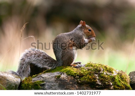 Grey squirrel (Sciurus carolinensis) eating a peanut, sat on a lichen-topped stone wall with a blurred background in Nebo, North Wales, United Kingdom.