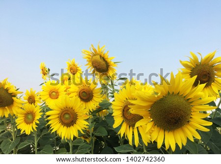 Field filled with sunflowers in full bloom.