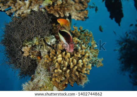 fish on coral red sea close up