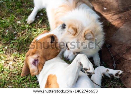 Two dogs playing on a green grass outdoors. Beagle dog with german spitz klein.