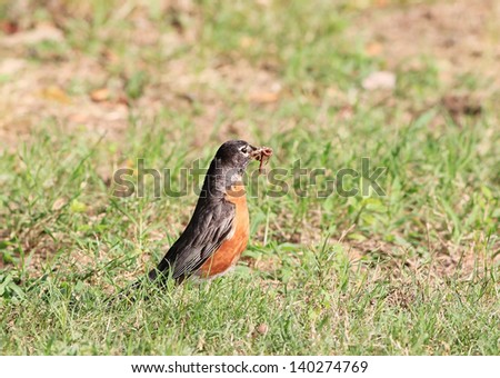 American Robin (Turdus migratorius) in short grass with earth worm in its beak.