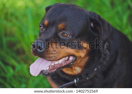 Beautiful dog rottweiler on a background of green grass in the park
