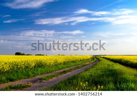 Ground road in flowering field rape , beautiful countryside. Field of yellow rapeseed with beautiful clouds. Yellow canola field in the sunlight against the background of a beautiful sky. 