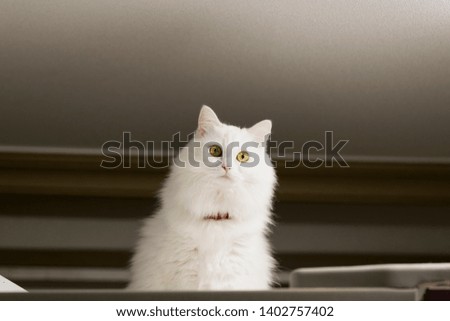Turkish Angora cat close up. White pet cat.