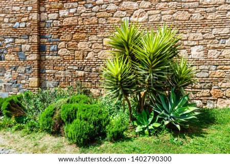 Palm tree in front of the old wall