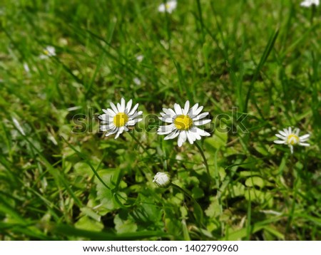 Daisy flower in the grass wallpaper. Detail of couple of daisies in spring ground. Sunny day. Close-up photo of spring meadow with pair of daisy flowers.