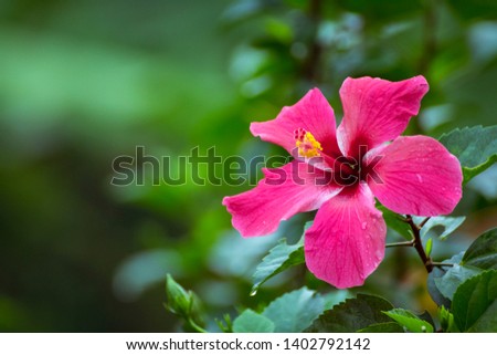 Red or Pink Hibiscus Flower or Chinese Rose In The Garden. / Red Hibiscus Flower or Chinese Rose In The Garden. / Pink Chinese hibiscus flower (shoeblackplant) with long anther of yellow stamen. Royalty-Free Stock Photo #1402792142