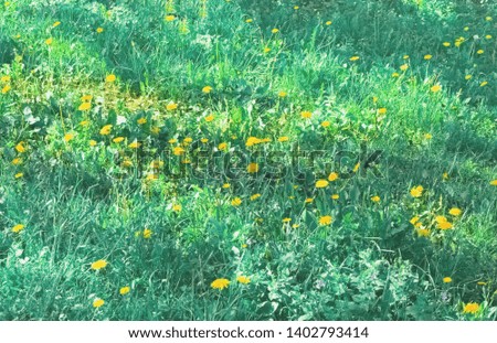 Natural background of dandelion flowers on green grass. Close-up copy space.