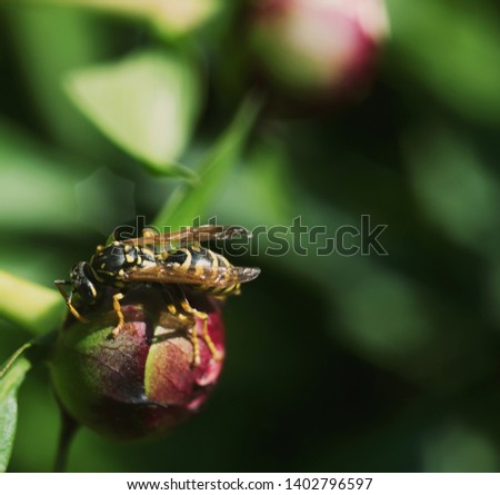 The wasp sits on a peony Bud in Sunny weather