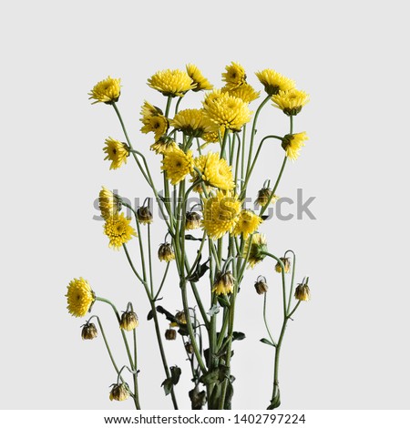 Chrysanthemum branch with small yellow flowers on a white background. Minimal concept
