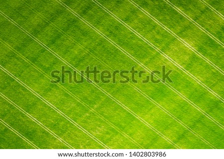 Green wheat field aerial drone view. Agriculture. Agriculture background. Wheat field with diagonal tractor tracks above view.